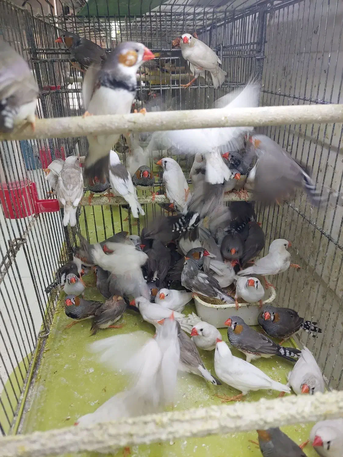 مرغ عشق فنج|پرنده|شیراز, شهرک پرواز|دیوار