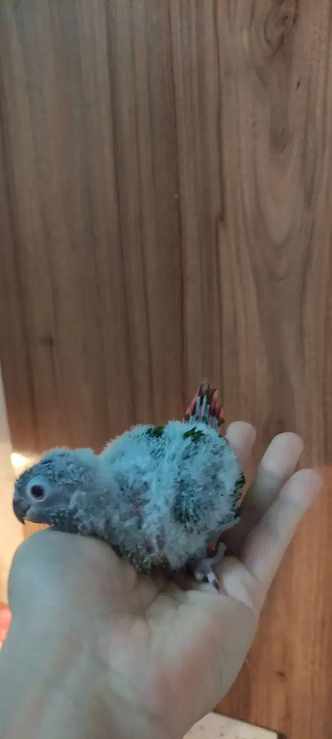 گرینچیک سرلاکی|پرنده|مشهد, گلبرگ|دیوار