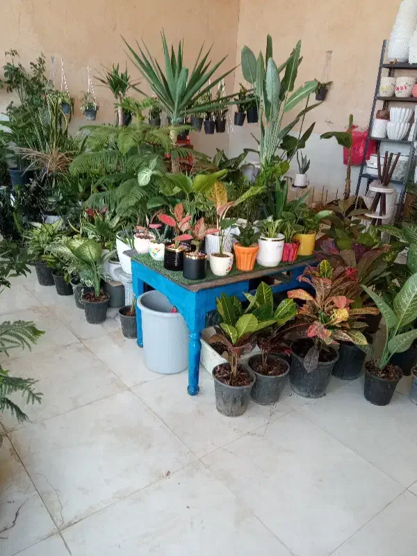 گل  و گلدان|گل و گیاه طبیعی|شاهین دژ, |دیوار