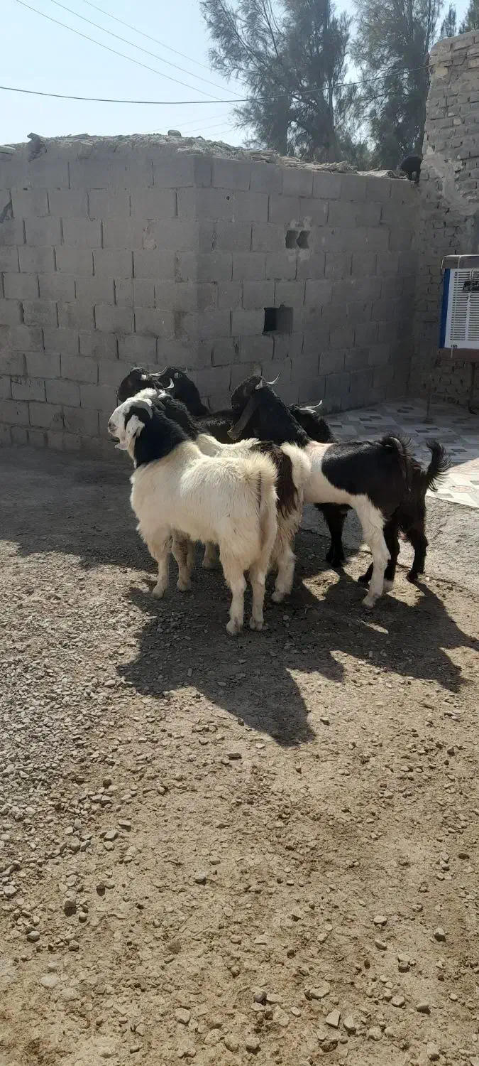 بزغاله نر فروشی|حیوانات مزرعه|هیرمند, |دیوار
