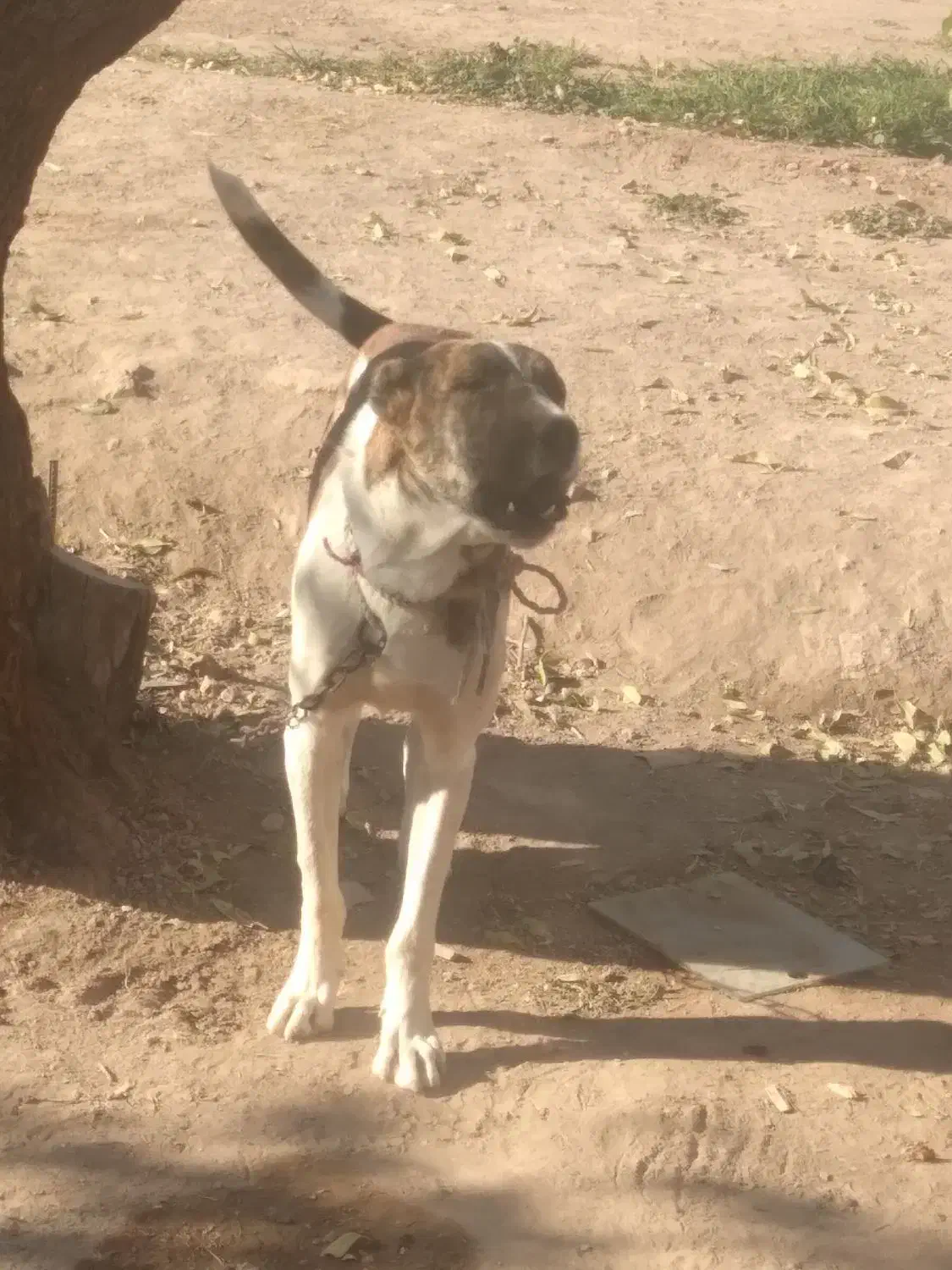 واگذاری توله نر خراسانی|سگ|تربت جام, باغ سنگان سفلی|دیوار