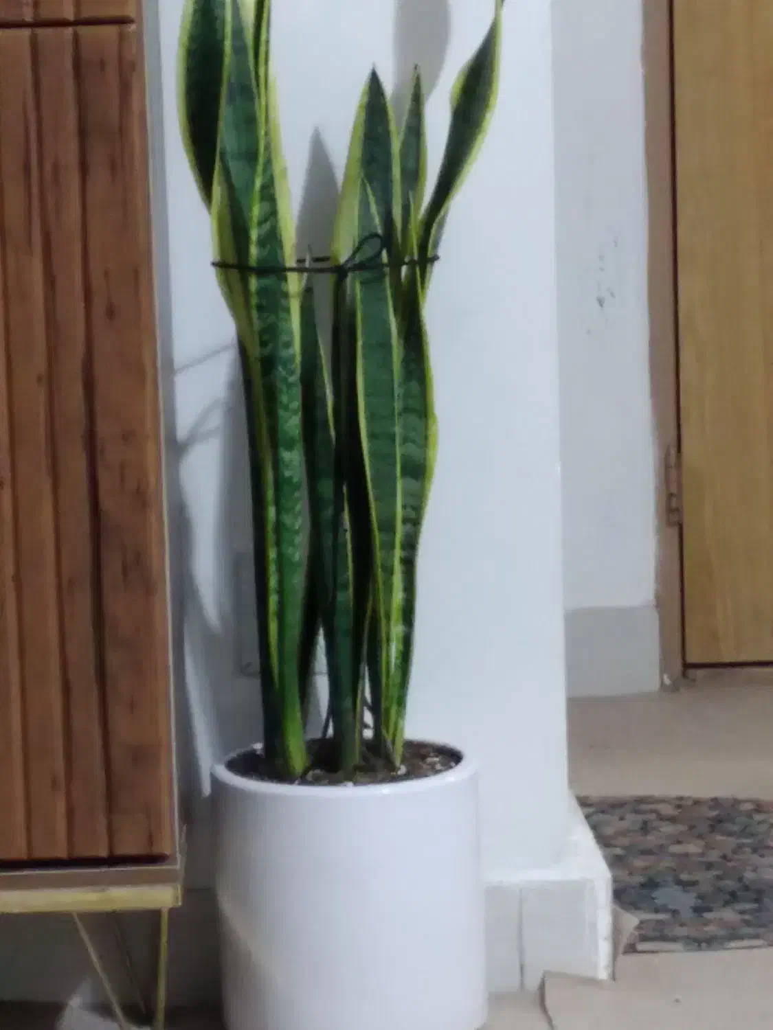 فروش گل|گل و گیاه طبیعی|بیرجند, |دیوار