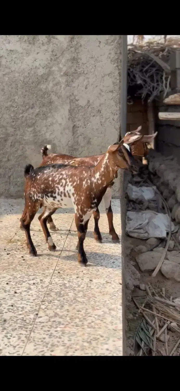 گل قشنگ|حیوانات مزرعه|میاندوآب, |دیوار