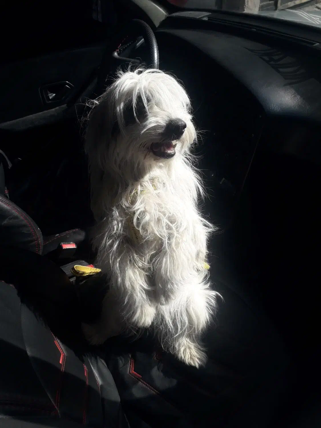 شیتزو خوشگل|سگ|اردبیل, |دیوار