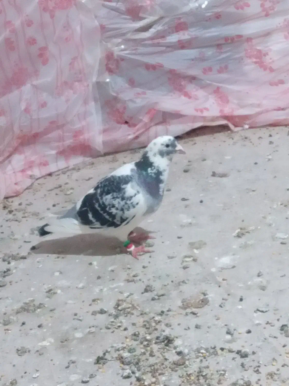 گفتر|حیوانات|مشهد, پورسینا|دیوار