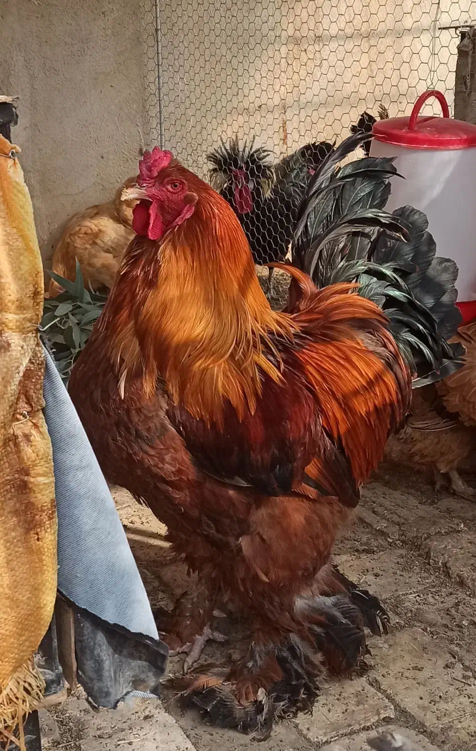 مرغ و خروس برهما|حیوانات مزرعه|جعفرآباد, |دیوار