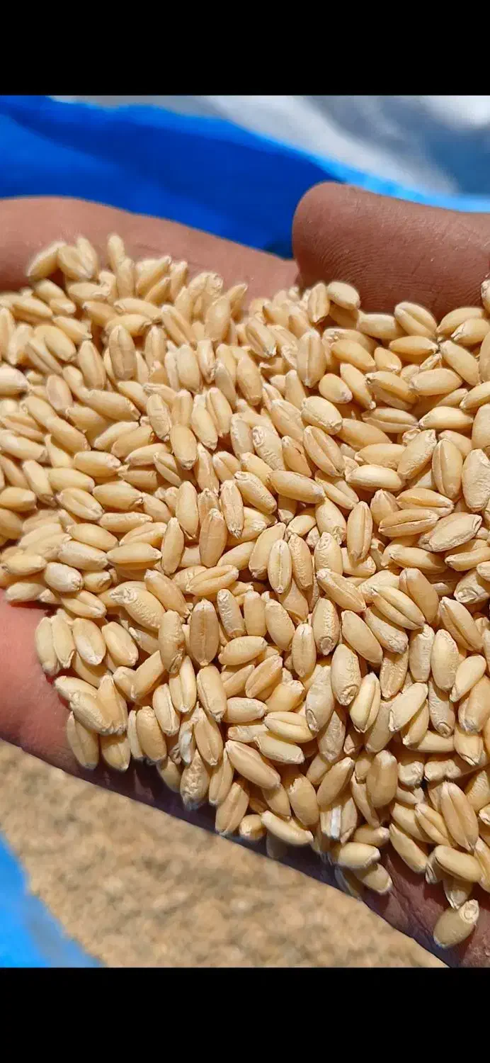 گندم بذری درجه یک|خوردنی و آشامیدنی|شادیان, |دیوار