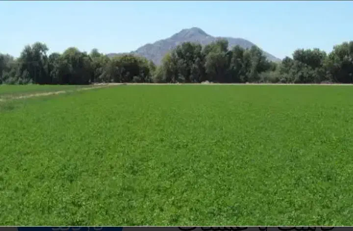 فروش پونصد متر زمین فروشی|فروش زمین و ملک کلنگی|چیتاب, |دیوار