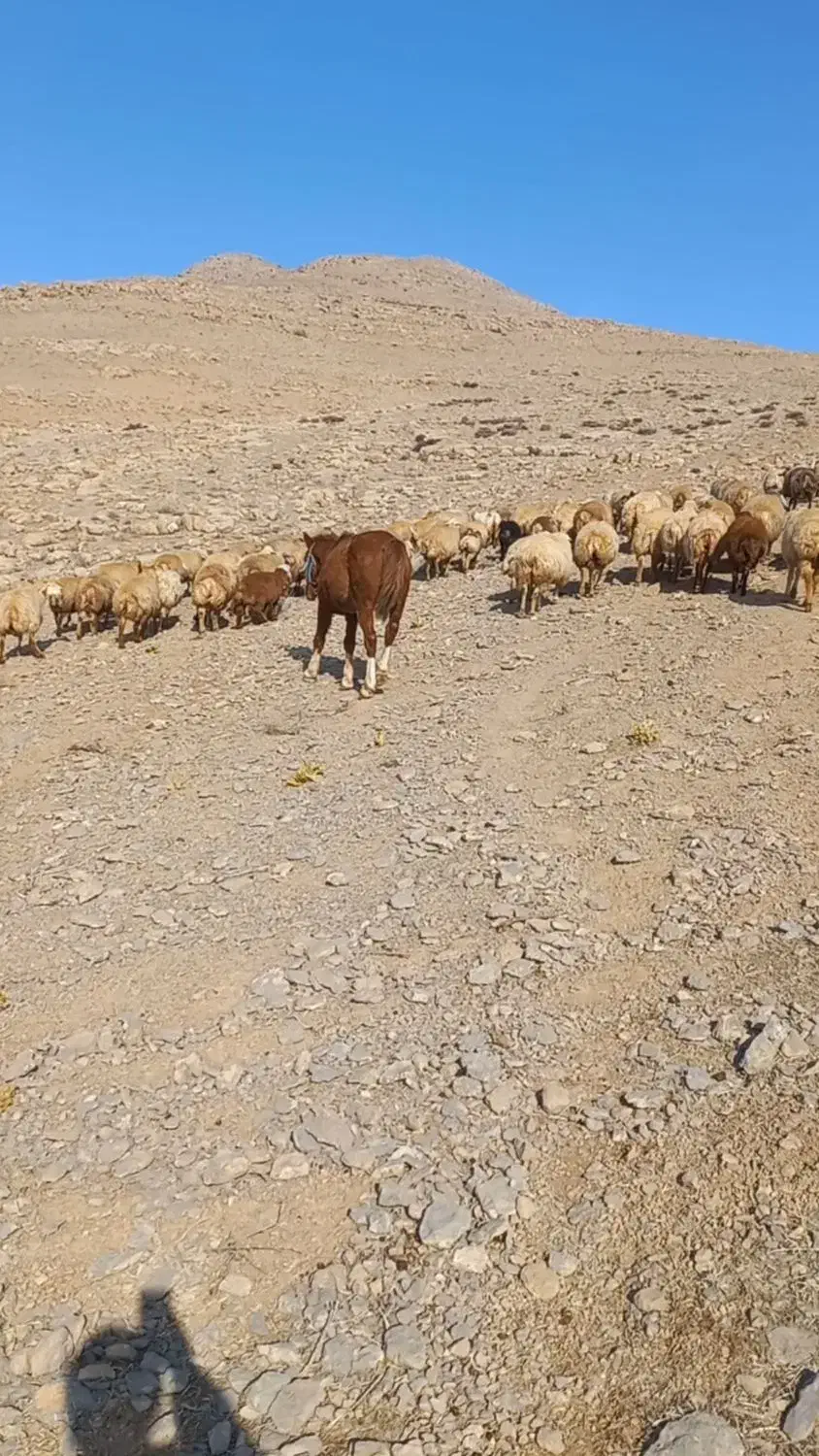 اسب|اسب و تجهیزات اسبسواری|شیروان (خراسان), |دیوار