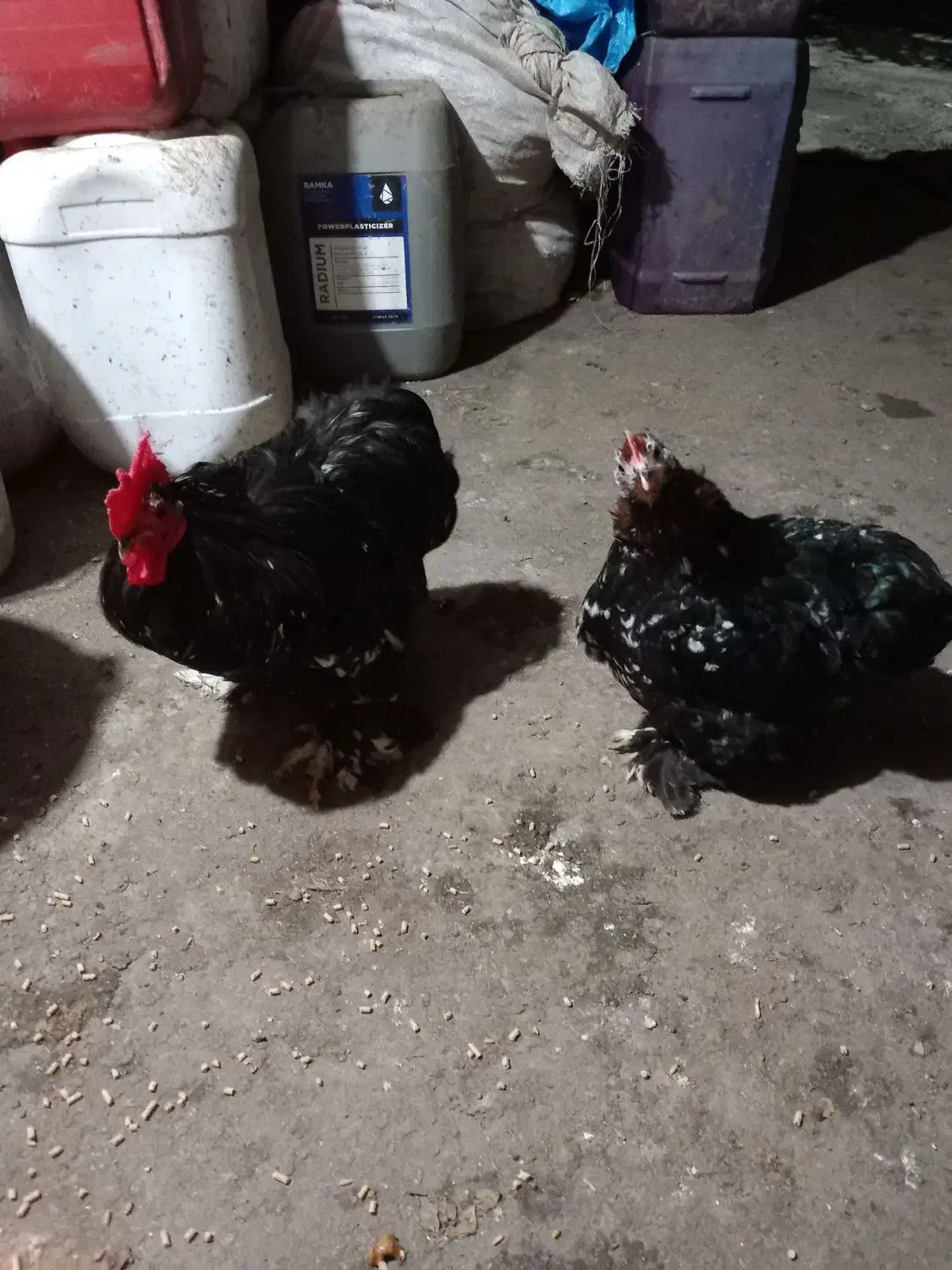 فروش دو جفت مرغ خروس کوشین|حیوانات مزرعه|قائمشهر, |دیوار