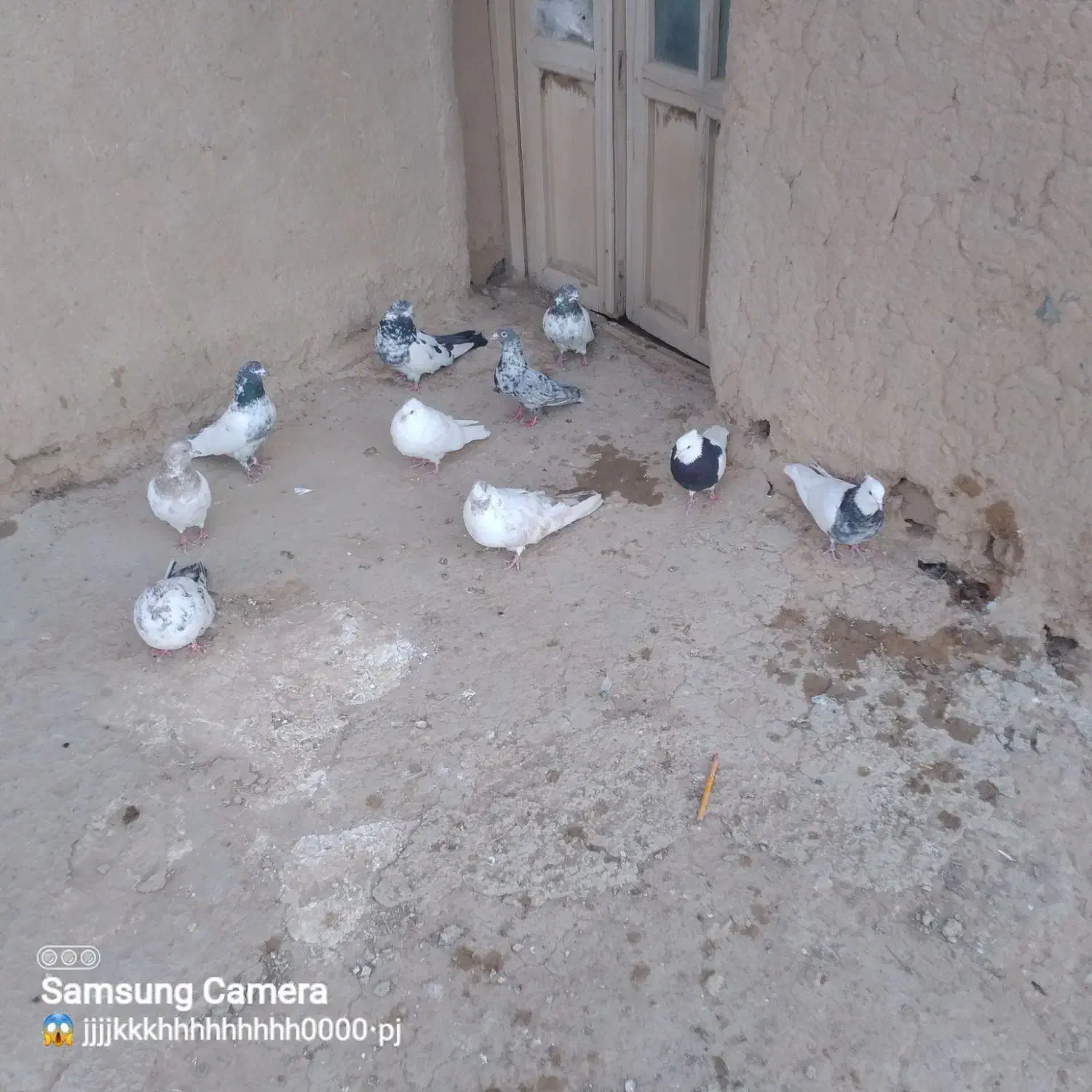 تعدادی کبوتر درشت|پرنده|کبودرآهنگ, |دیوار