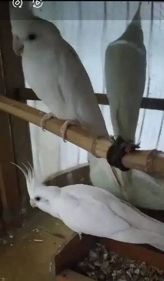 عروس هلندی سفید آلبینو|پرنده|قائم‌شهر, |دیوار