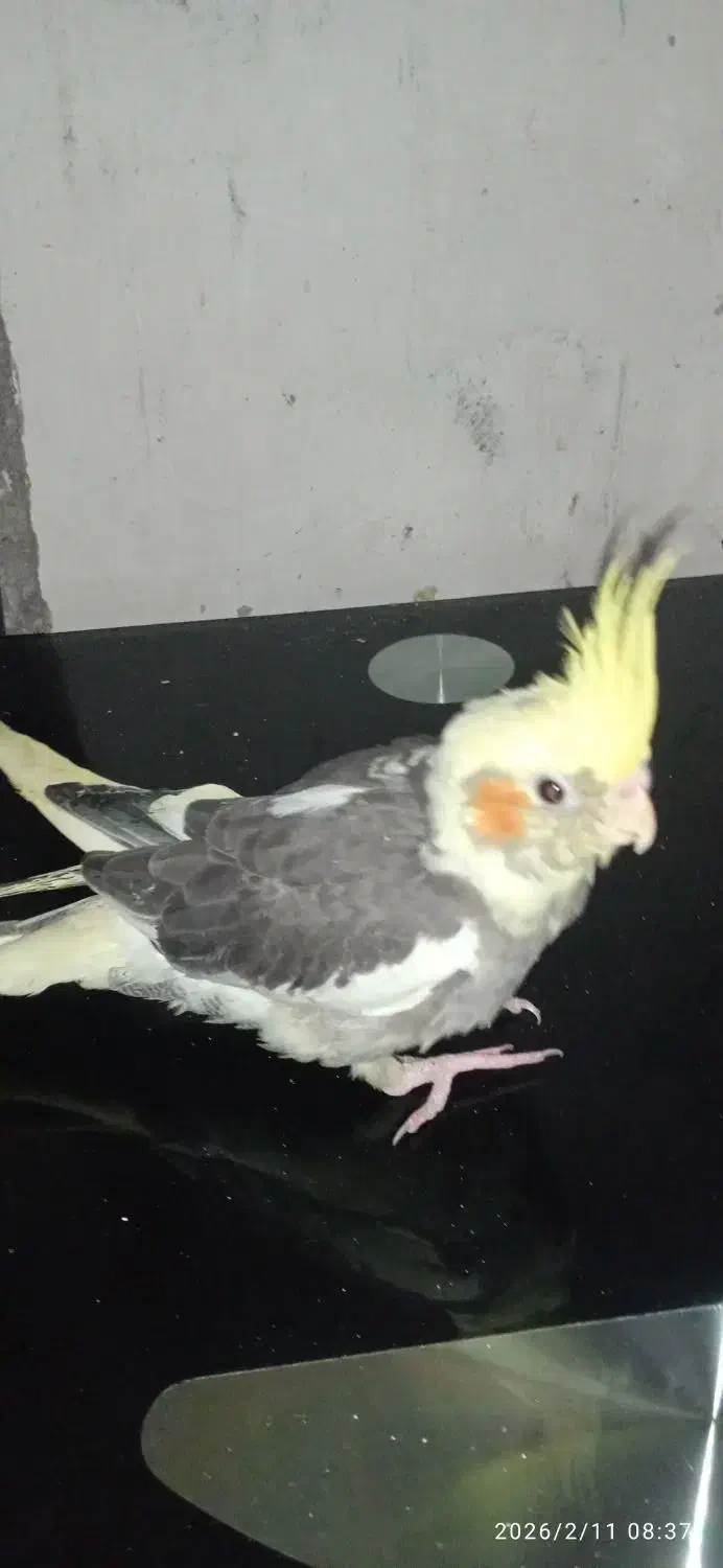 عروس هلندی|پرنده|قشم, |دیوار