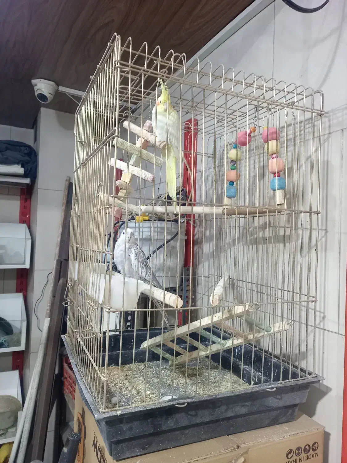 عروس و مرغ عشق|پرنده|صباشهر, |دیوار