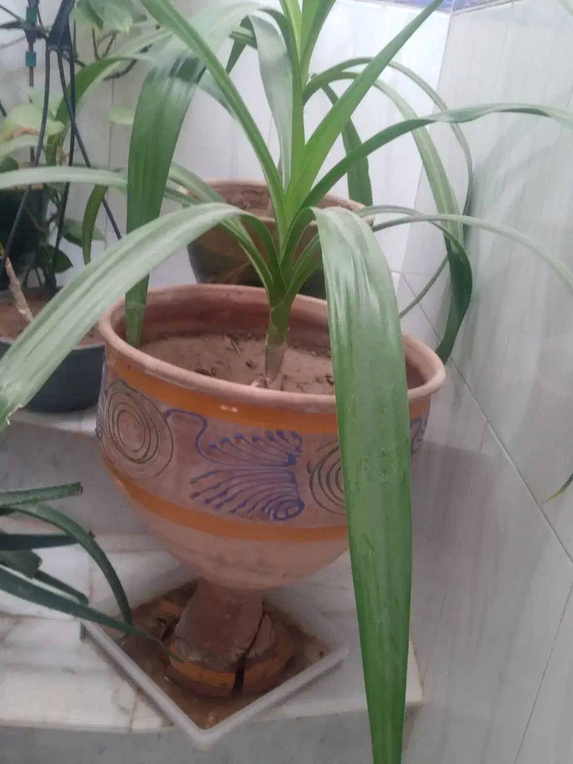 گل سوسن|گل و گیاه طبیعی|اردکان, |دیوار