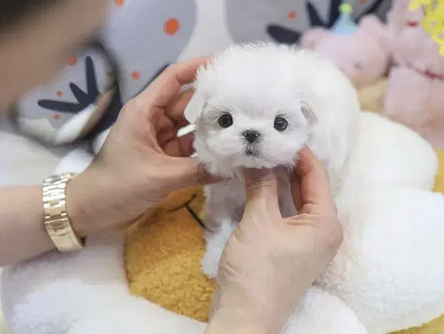 مالتیز|سگ|تهران, درکه|دیوار