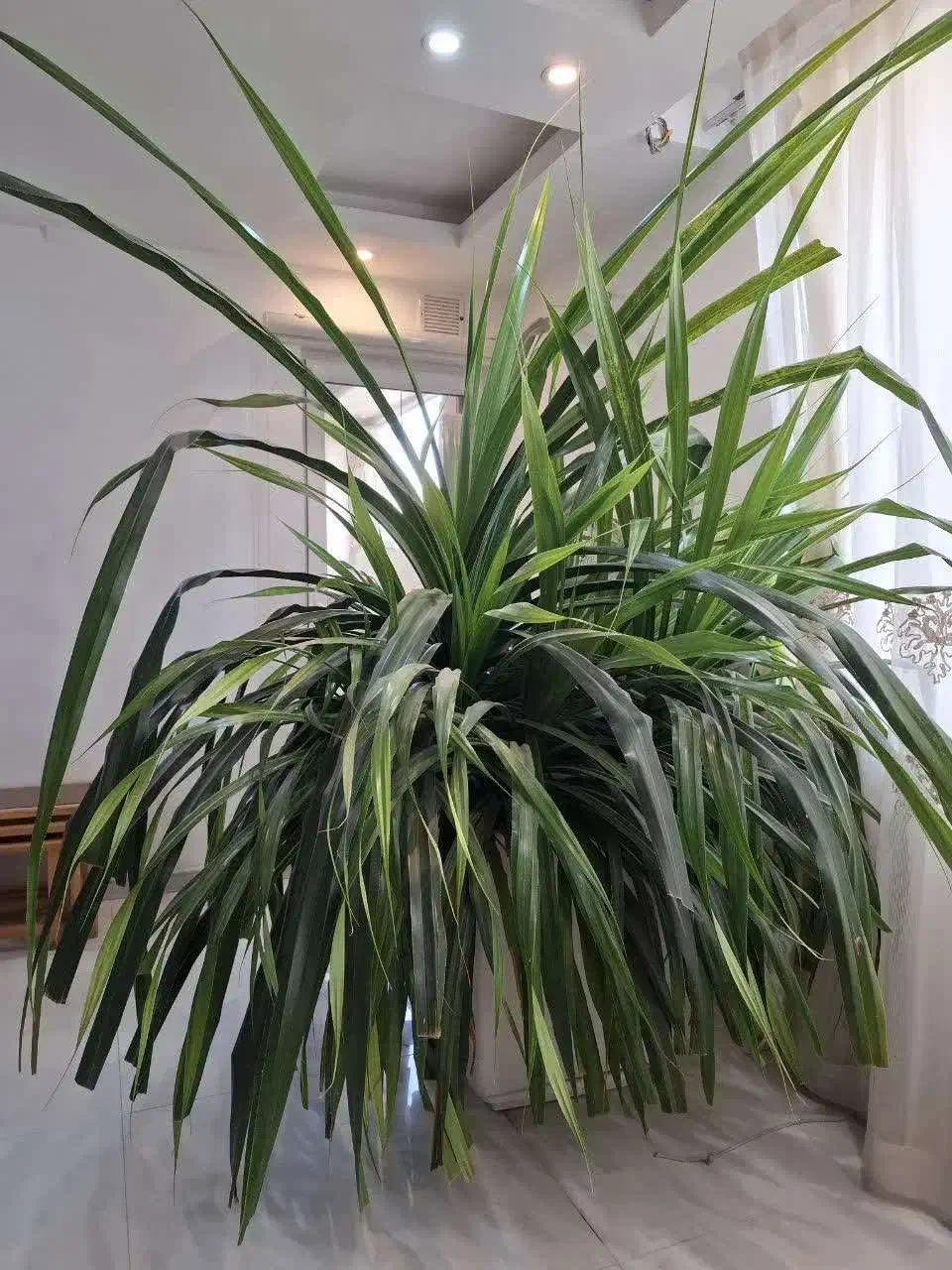 گل طبیعی|گل و گیاه طبیعی|شیراز, میرزاکوچک خان|دیوار