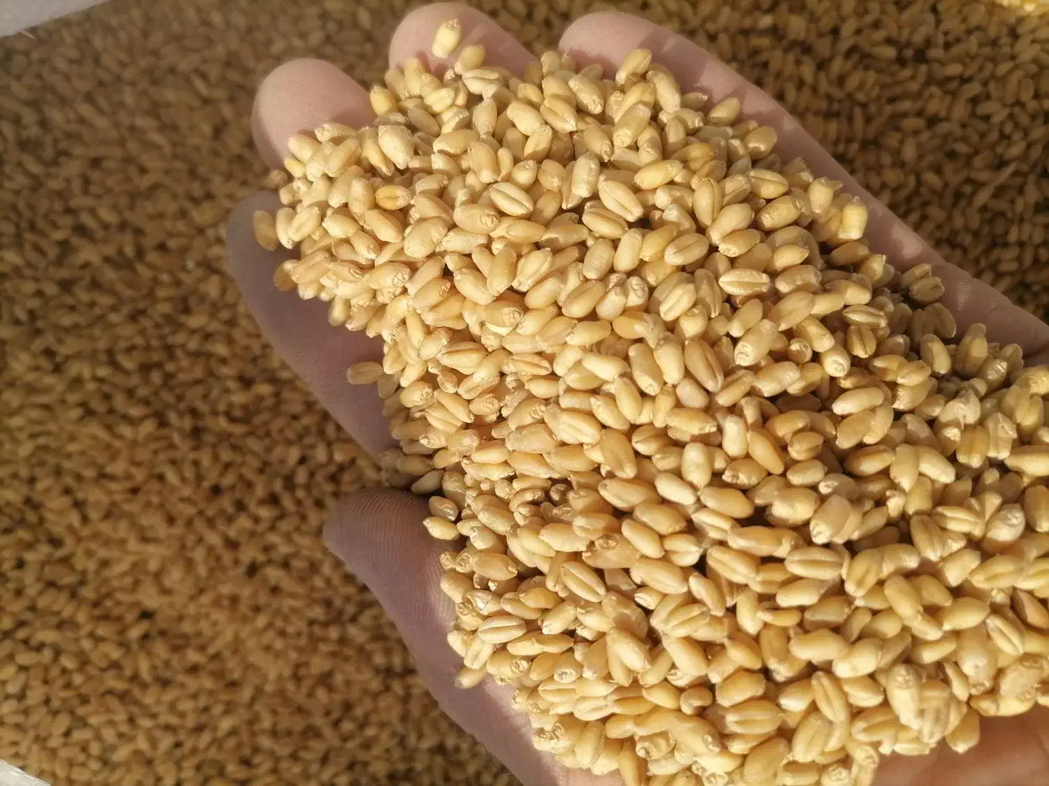 گندم بذری|خدمات باغبانی و درختکاری|گنبد کاووس, |دیوار