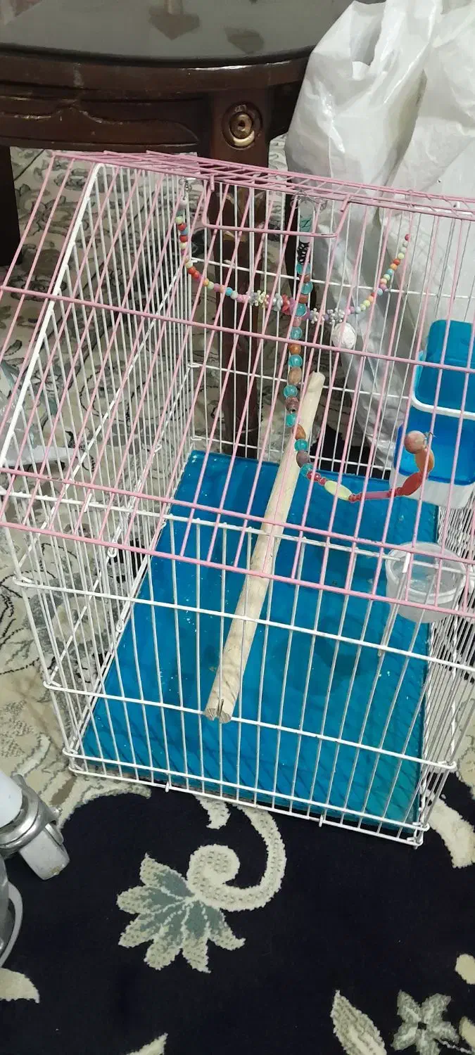 سلام قفس عنواع پرنده|لوازم جانبی حیوانات|تهران, شارق|دیوار