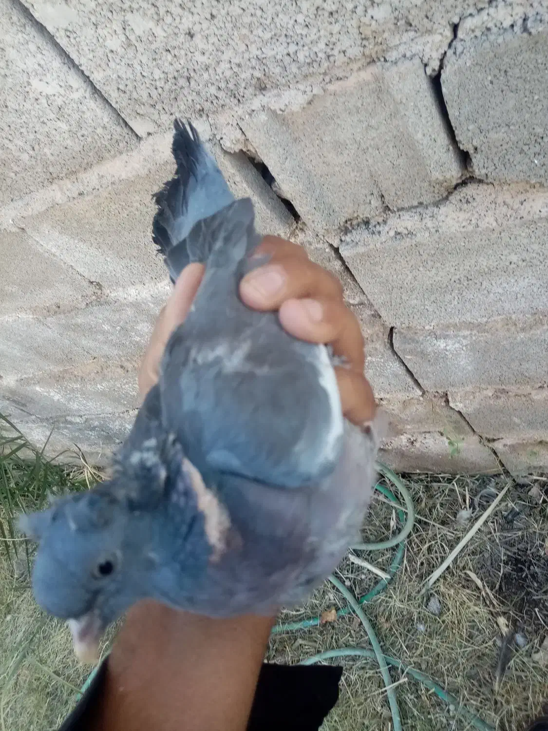 پرنده|پرنده|بم, |دیوار