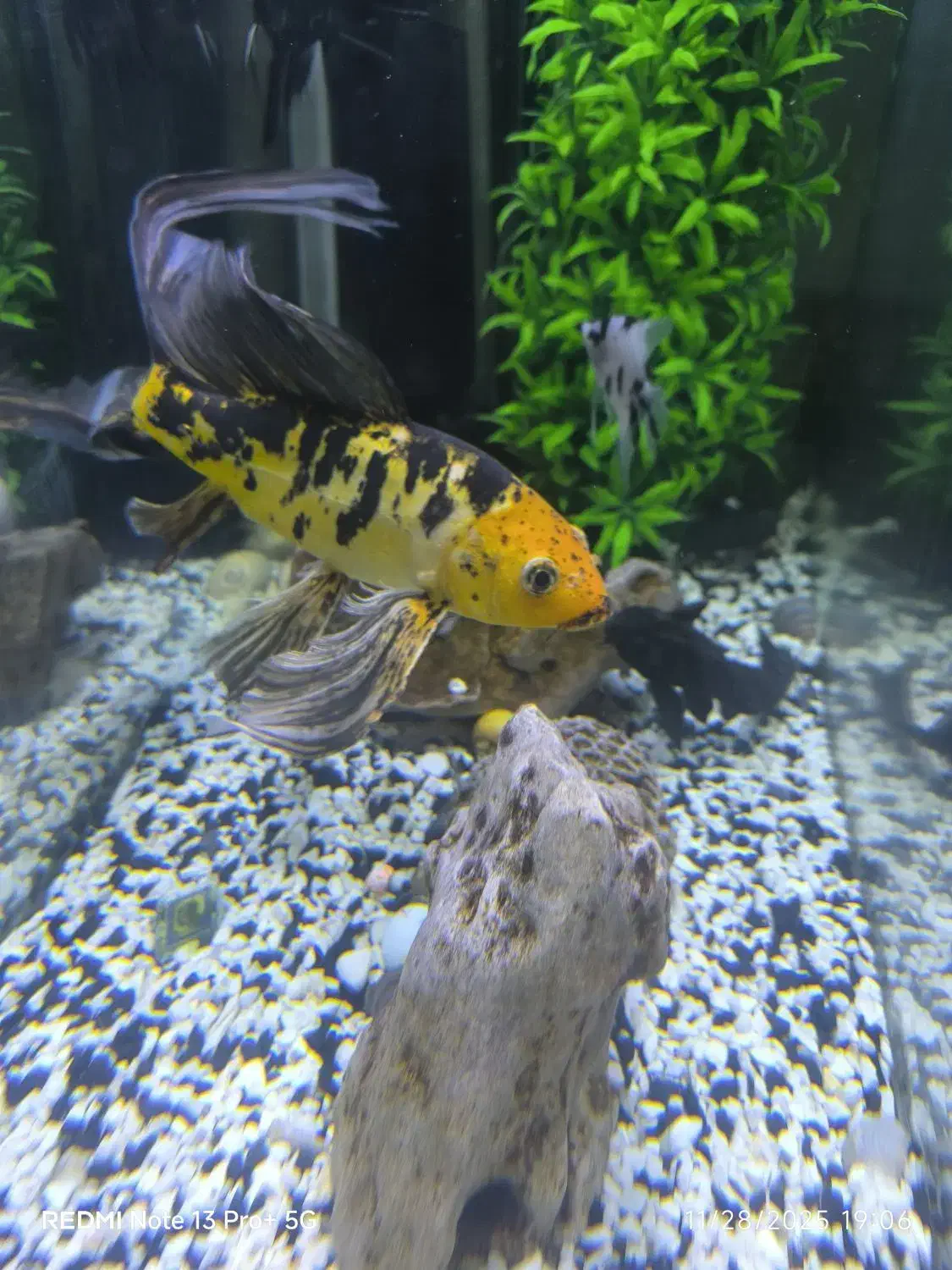 ماهی کوی سوپر باله|ماهی|کاشان, مزرعه نو|دیوار