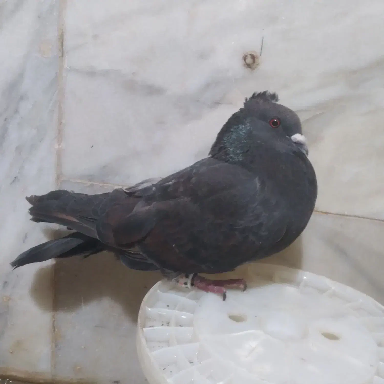 کبوتر|پرنده|شوشتر, |دیوار