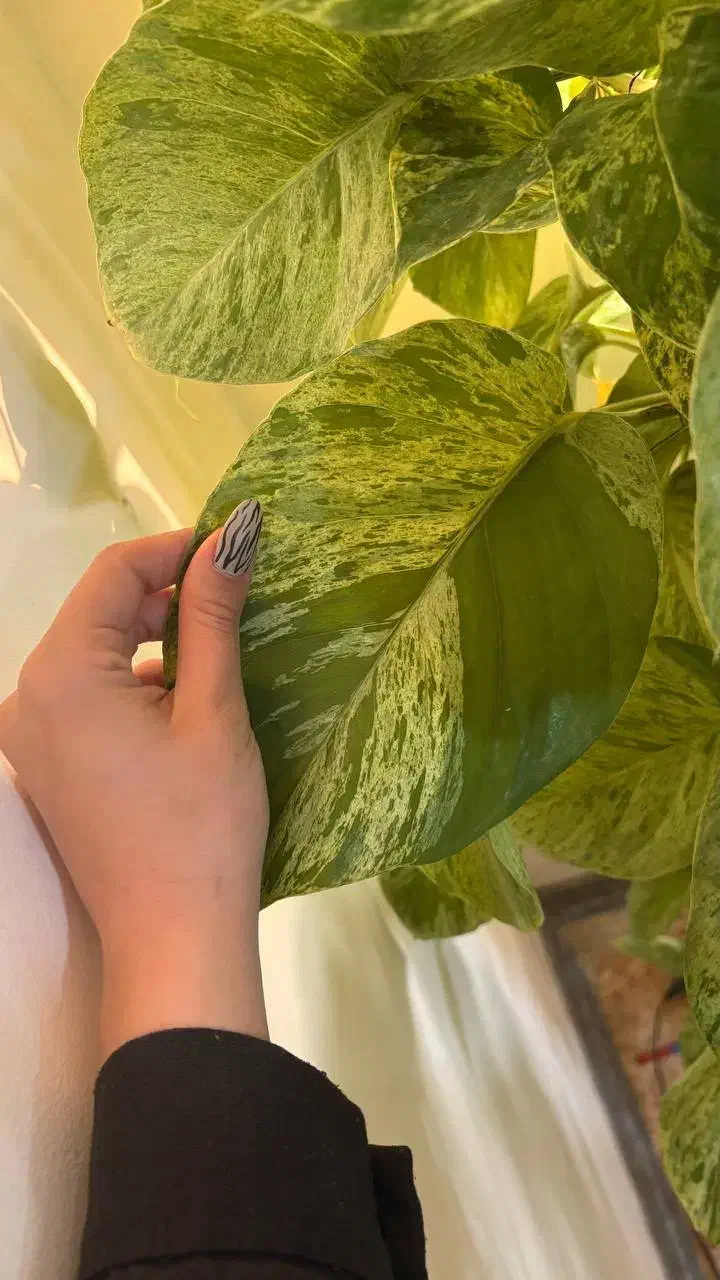 گل پتوس مرمری|گل و گیاه طبیعی|پرند, فاز ۵|دیوار