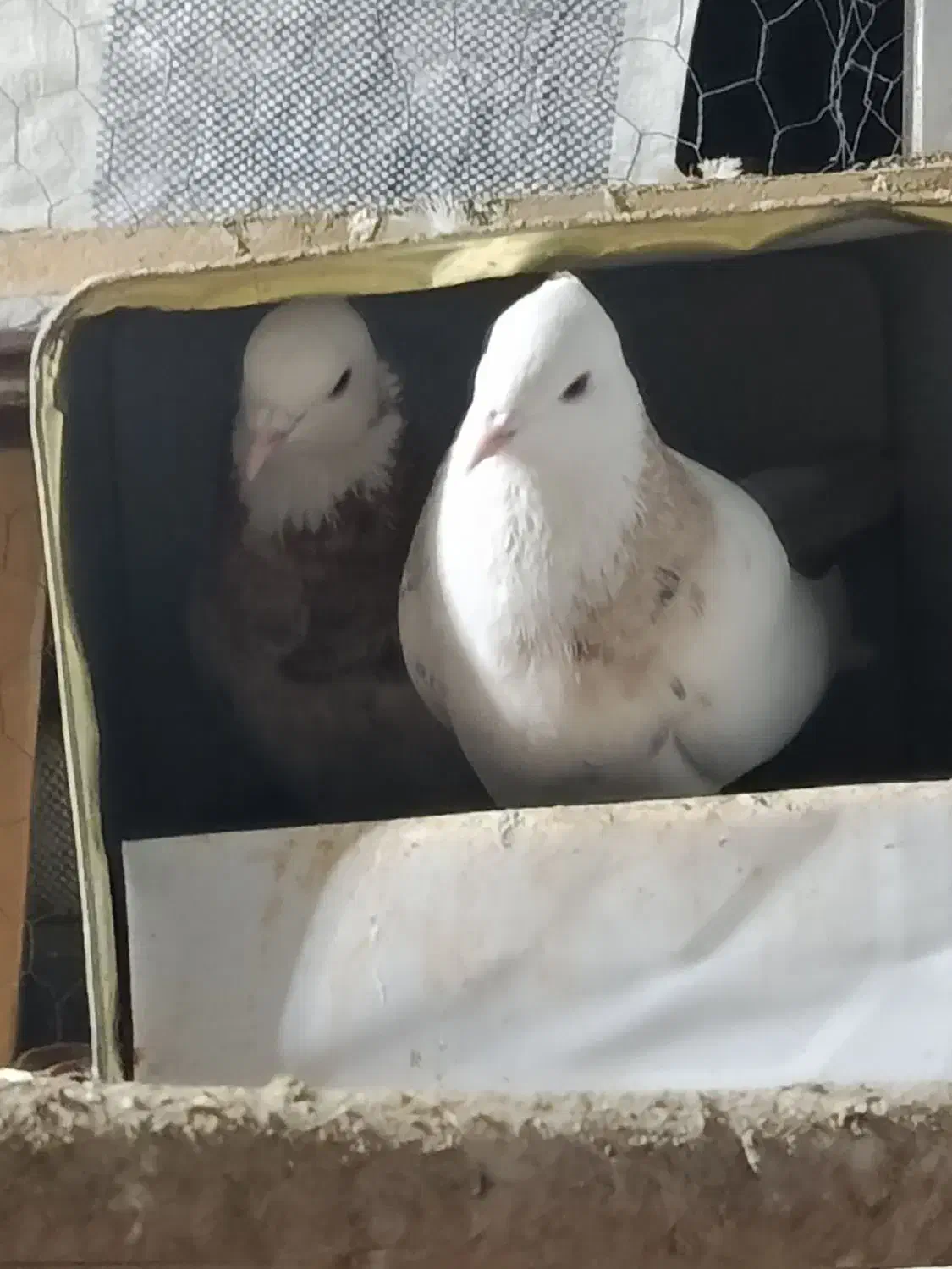 طوقی تمیز جفت عروسک|پرنده|یاسوج, |دیوار