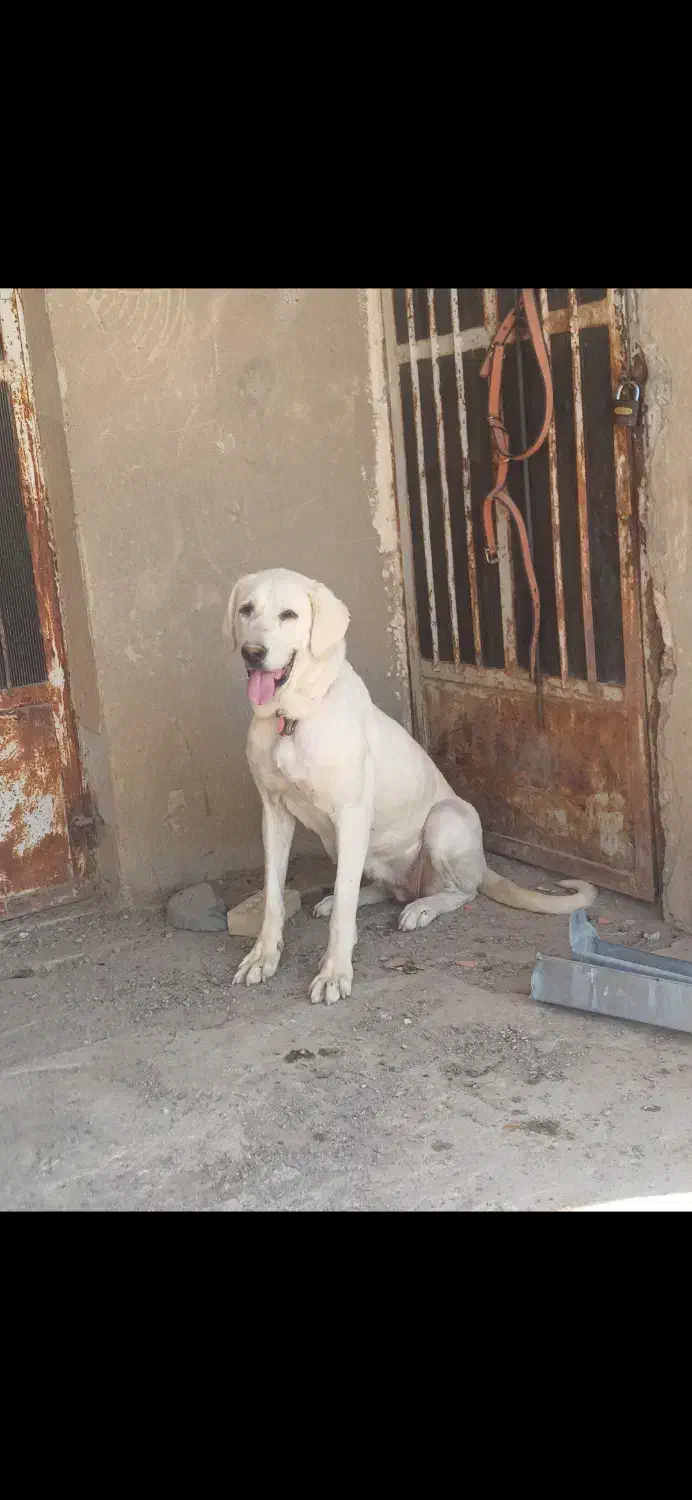 واگذاری ماده پژدر|سگ|زنجان, |دیوار