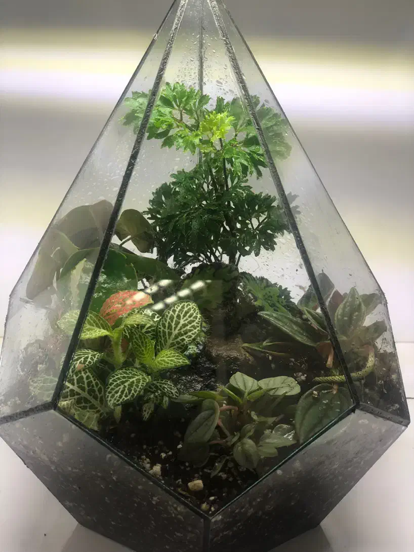 تراریوم و موساریوم هدیه روز مادر|گل و گیاه طبیعی|بندرعباس, |دیوار