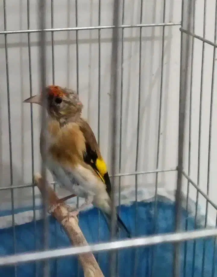 فروش سهره|پرنده|بن, |دیوار