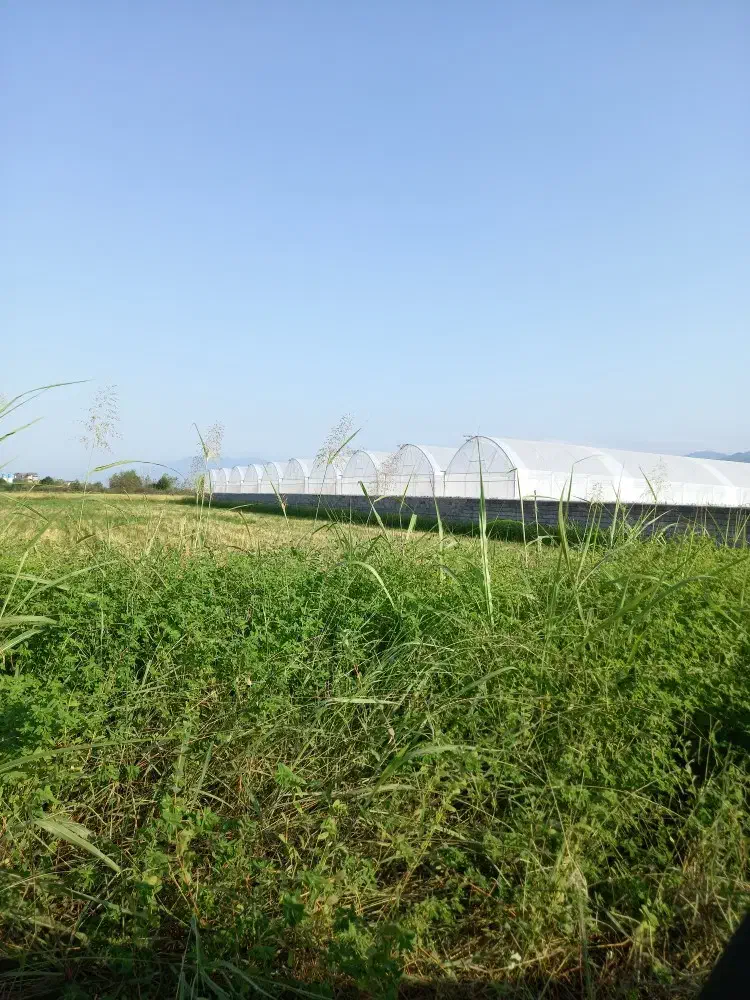 فروش انواع سازه گلخانه  طرح یزدی  اسپانیایی|خدمات پیشه و مهارت|شهرضا, |دیوار