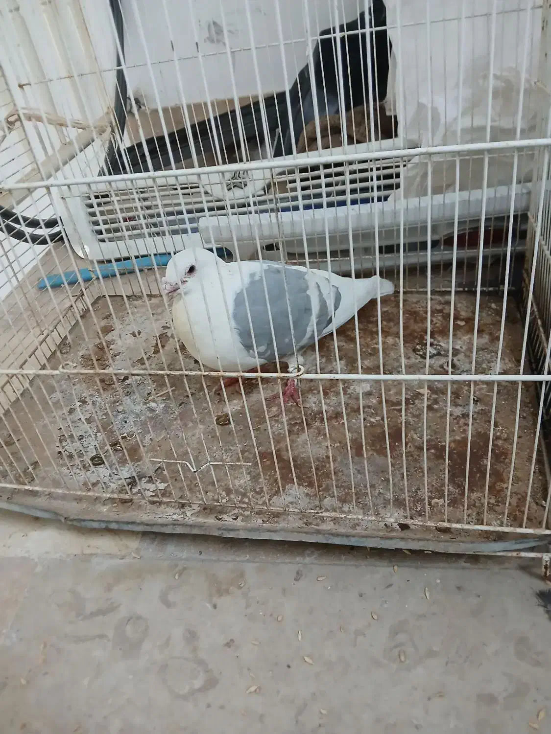 کفتر|پرنده|اسفراین, |دیوار