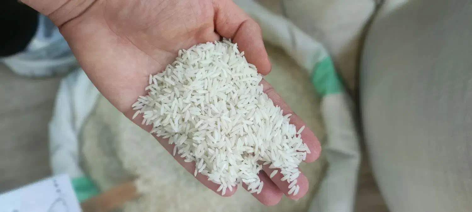 برنج قیمت کشاورزی/|خوردنی و آشامیدنی|لاهیجان, خمیر کلایه|دیوار