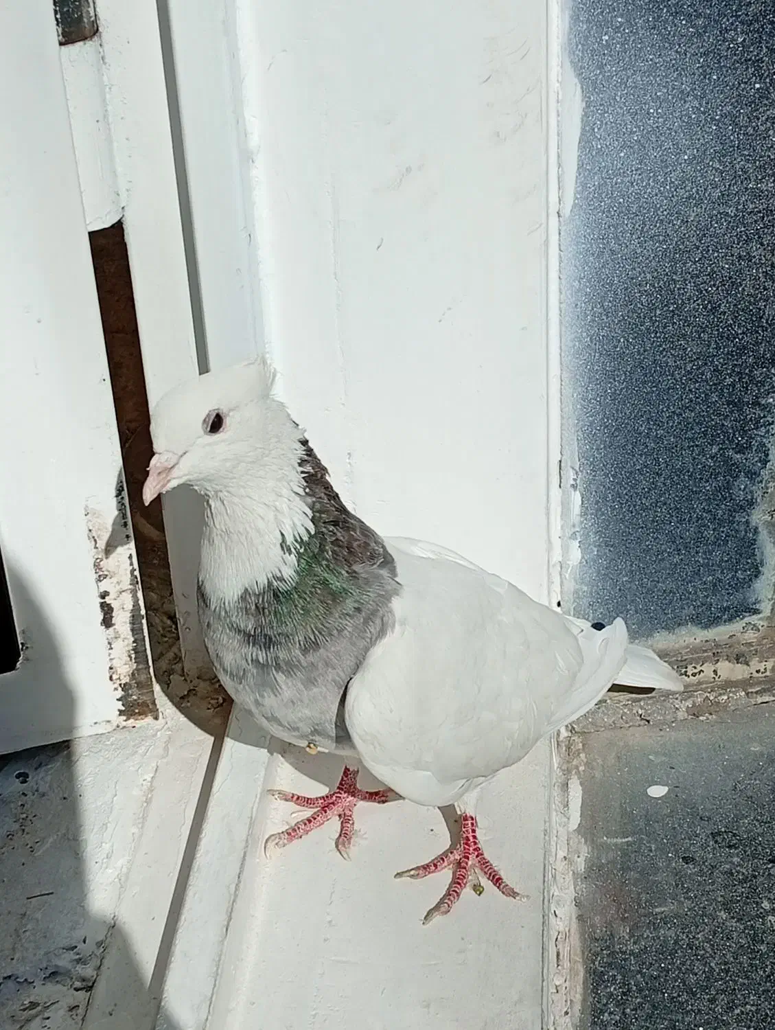 کبوتر طوقی خیلی خوشگل نر|پرنده|سقز, |دیوار