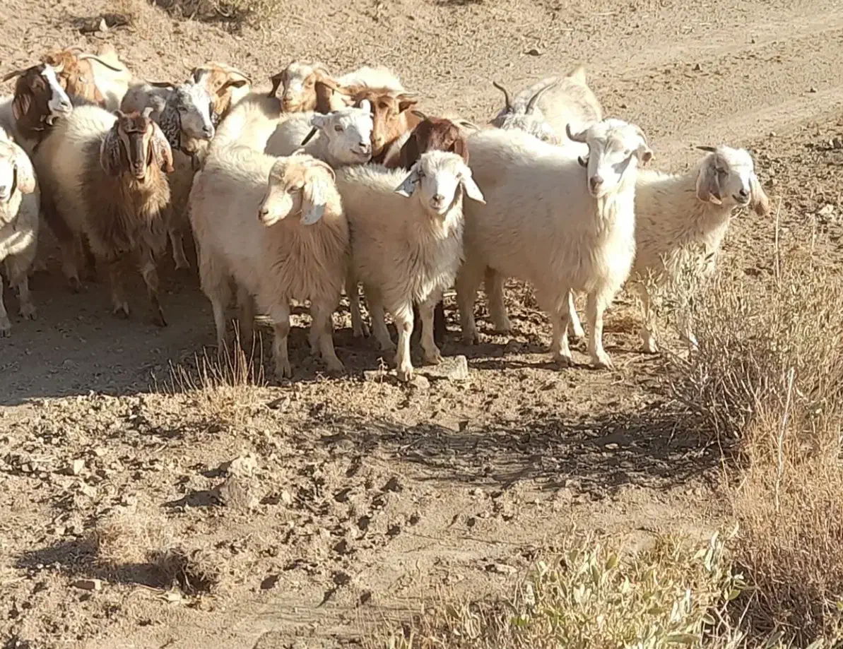 ۱۸ راس بز وگیسه آبستن نژاد راینی کورکی|حیوانات مزرعه|گلباف, |دیوار