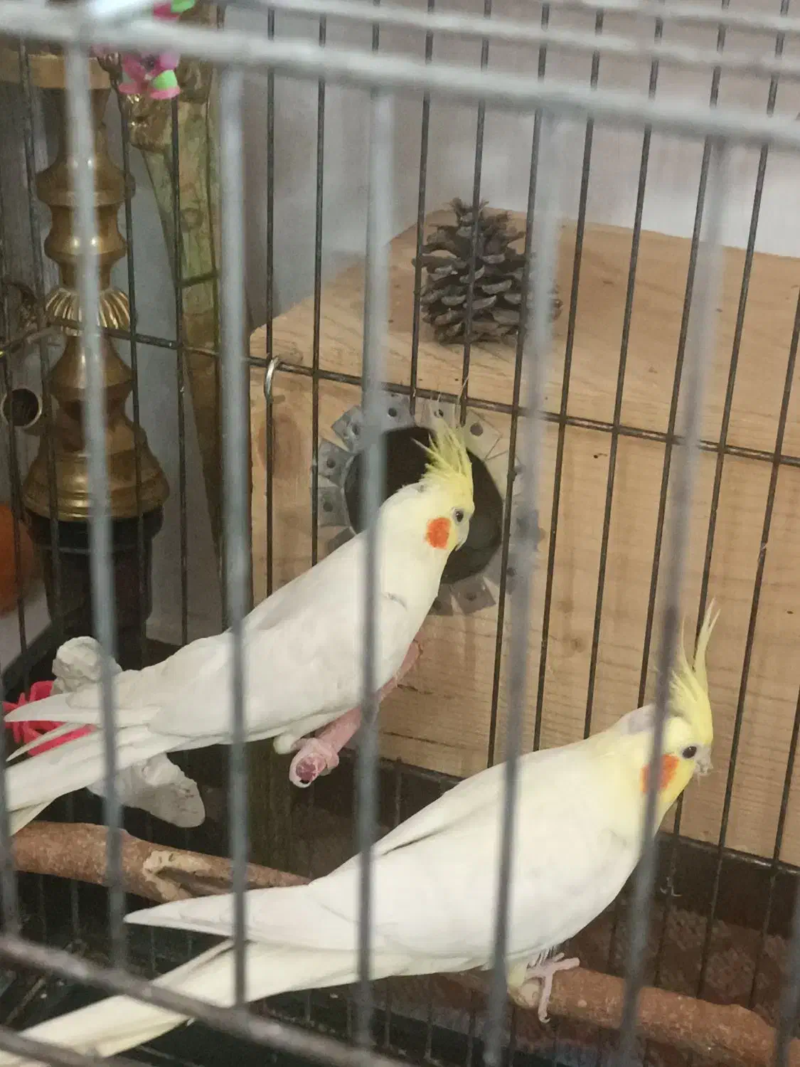 عروس هلندی لوتینو|پرنده|قمرود, |دیوار