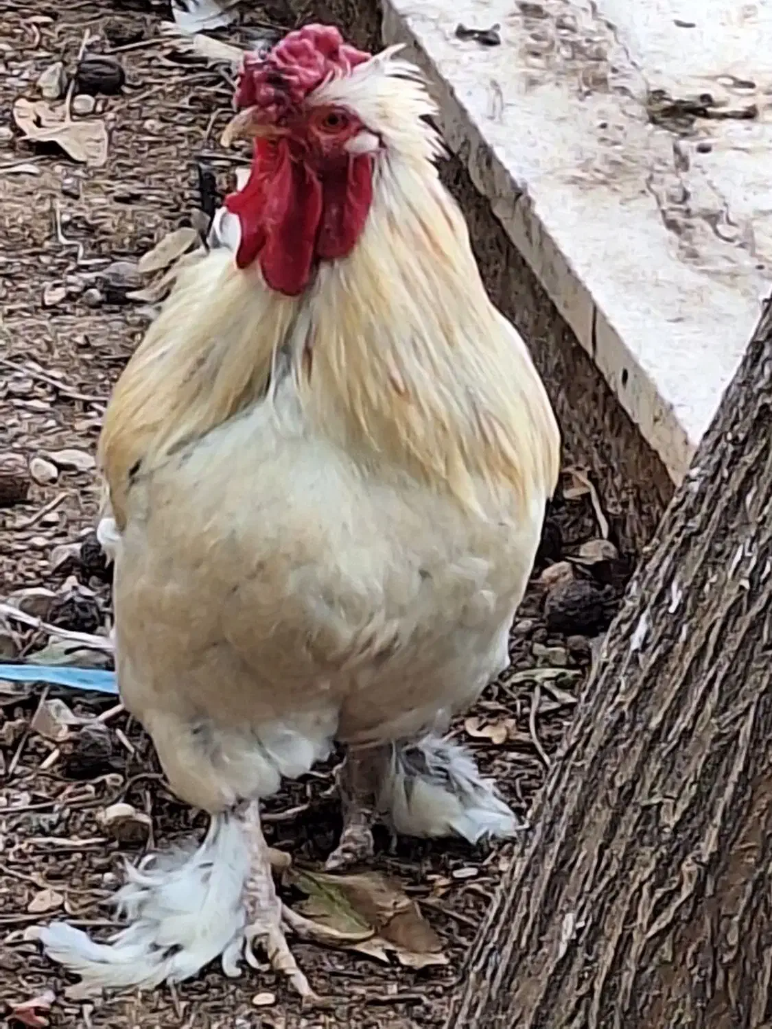 مرغ وخروس|حیوانات مزرعه|پردیس, شهرک صنعتی خرمدشت فاز ۷|دیوار