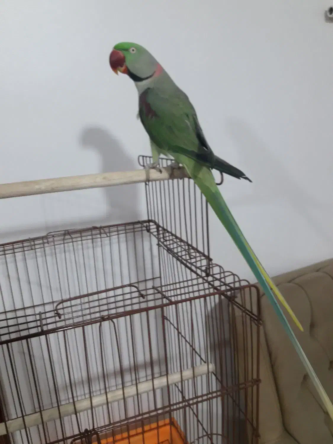 فروش شاه طوطی|پرنده|قائمشهر, |دیوار