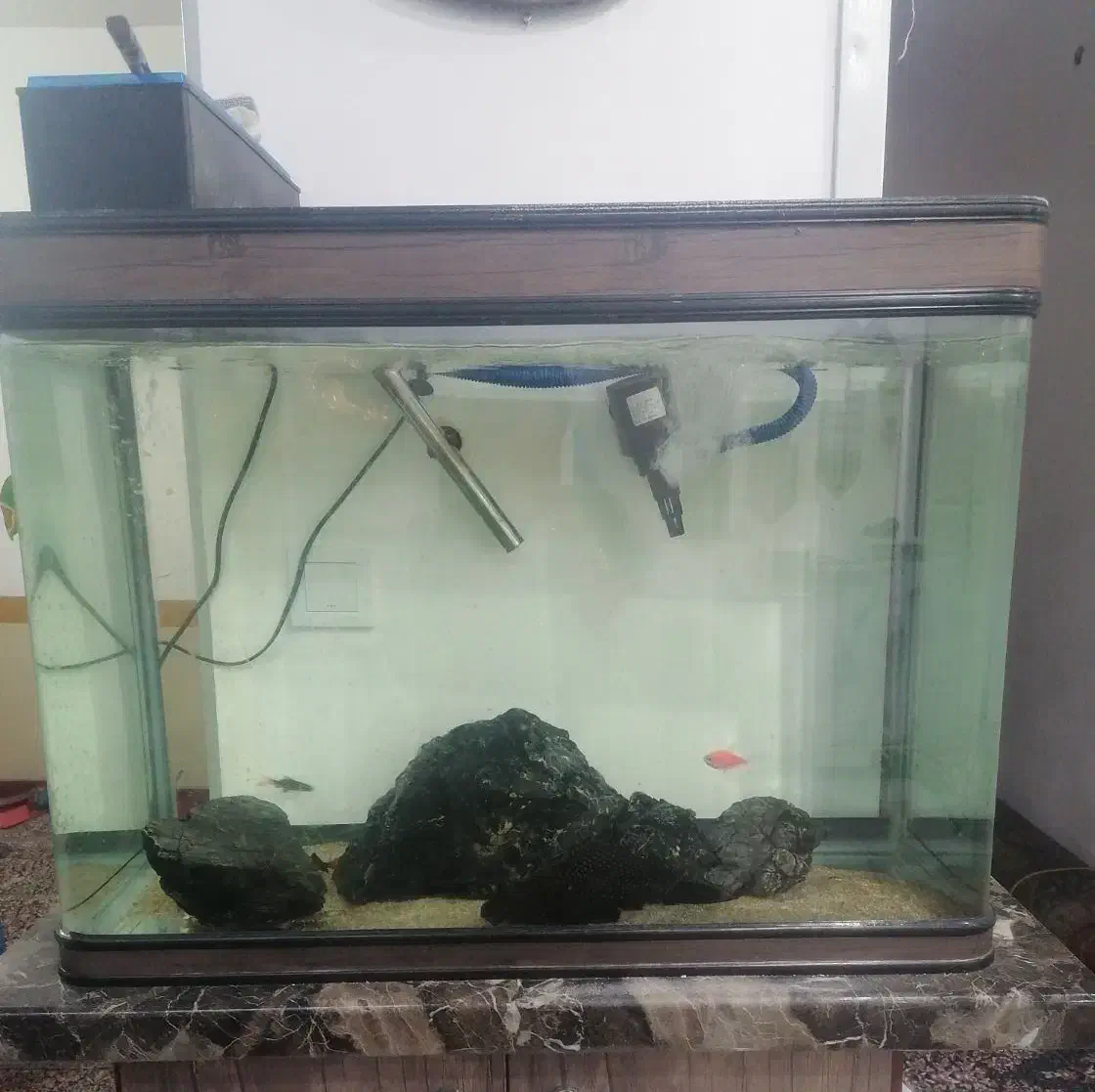 آکواریوم بزرگ شیشه خم|ماهی|کرمان, |دیوار