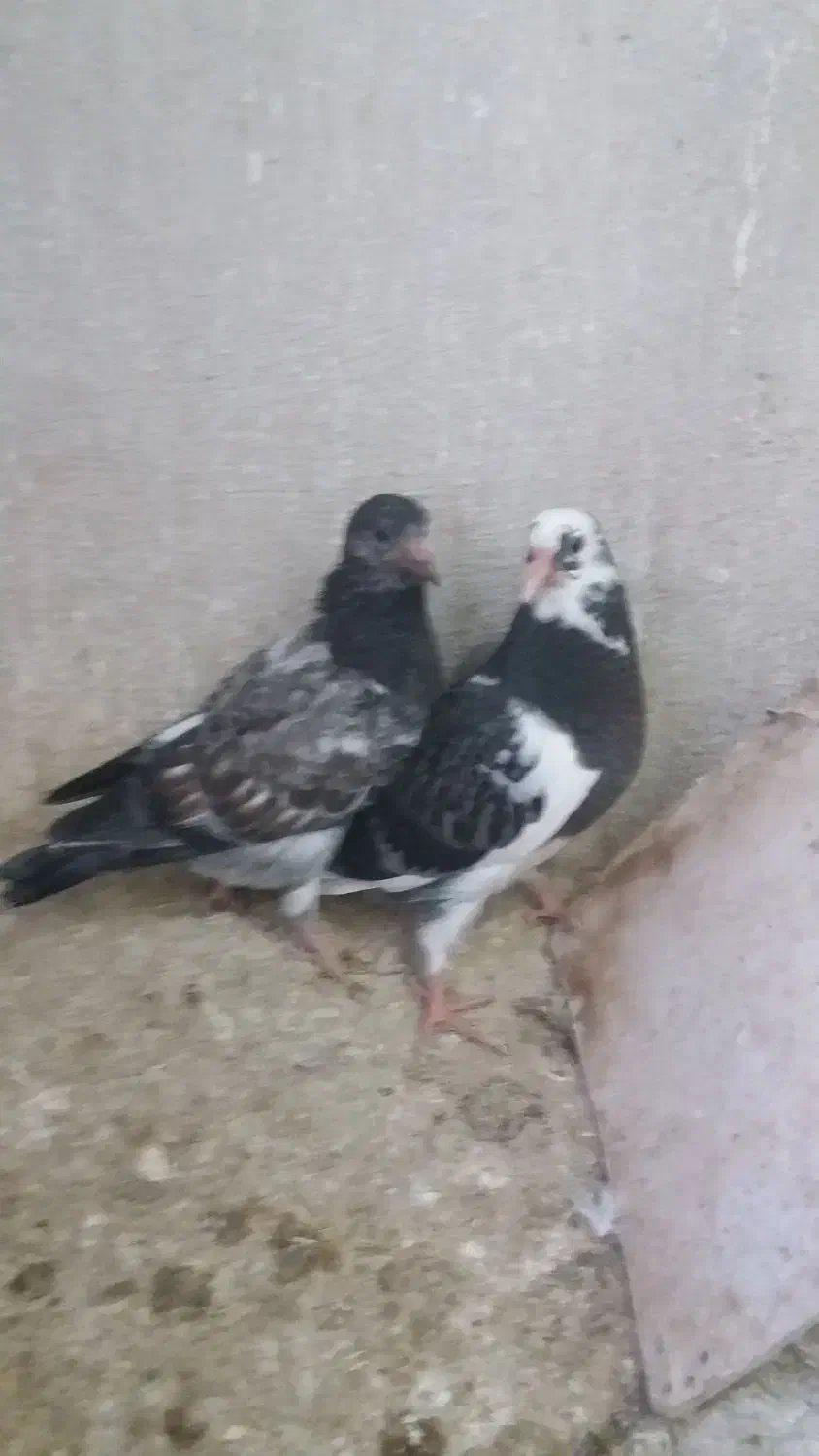 جوجه|پرنده|پیشوا, |دیوار