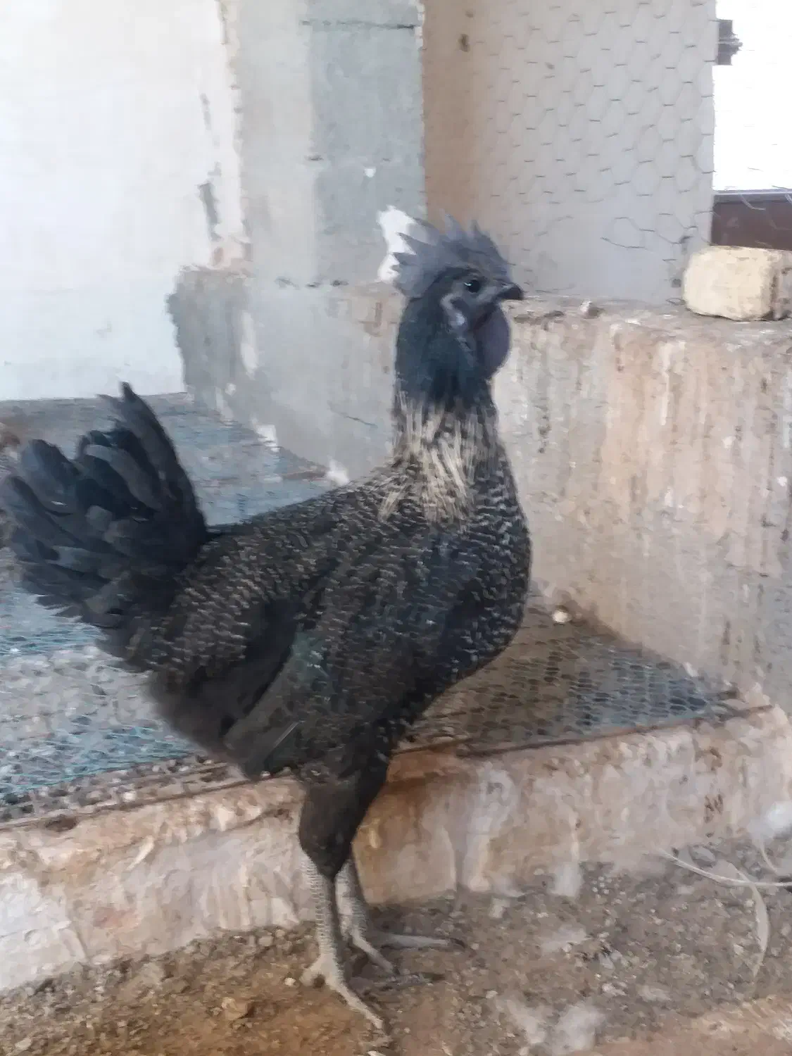 خروس تزئینی سرایان|حیوانات مزرعه|فردوس (خراسان), |دیوار