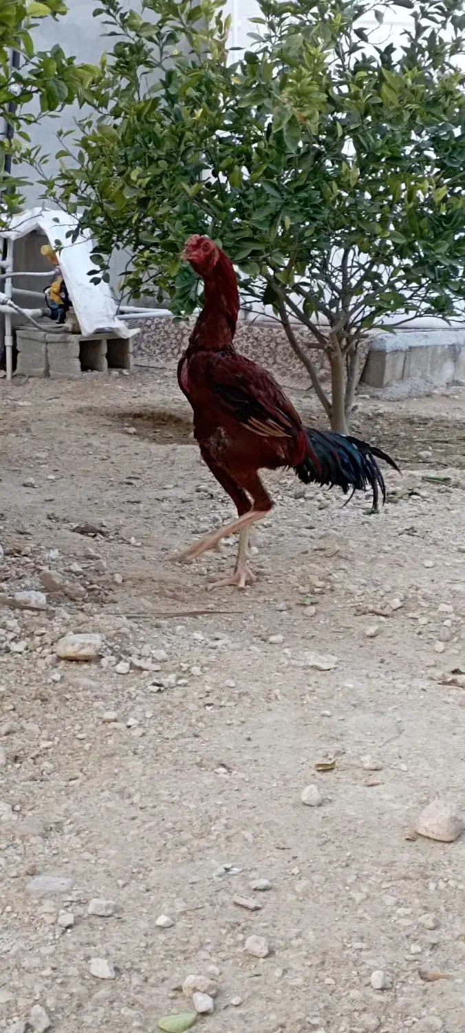 لاری|حیوانات مزرعه|جم, |دیوار