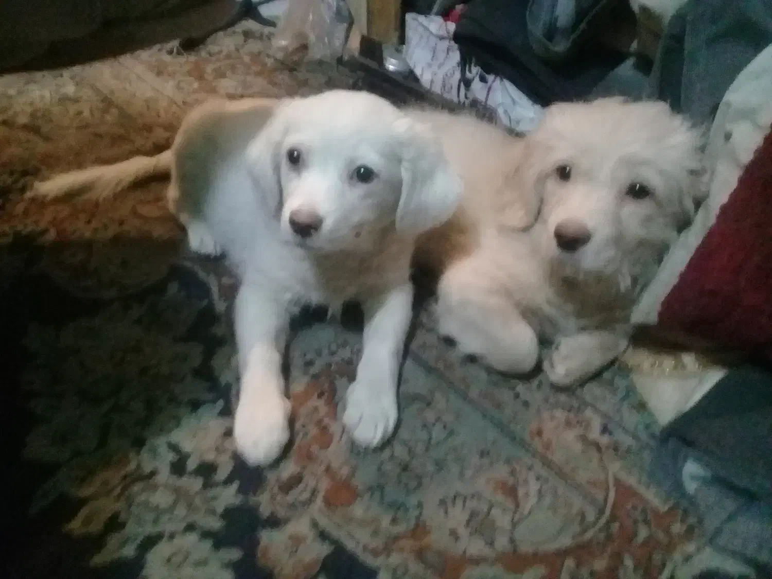 واگذاری توله سگ|سگ|یزد, |دیوار