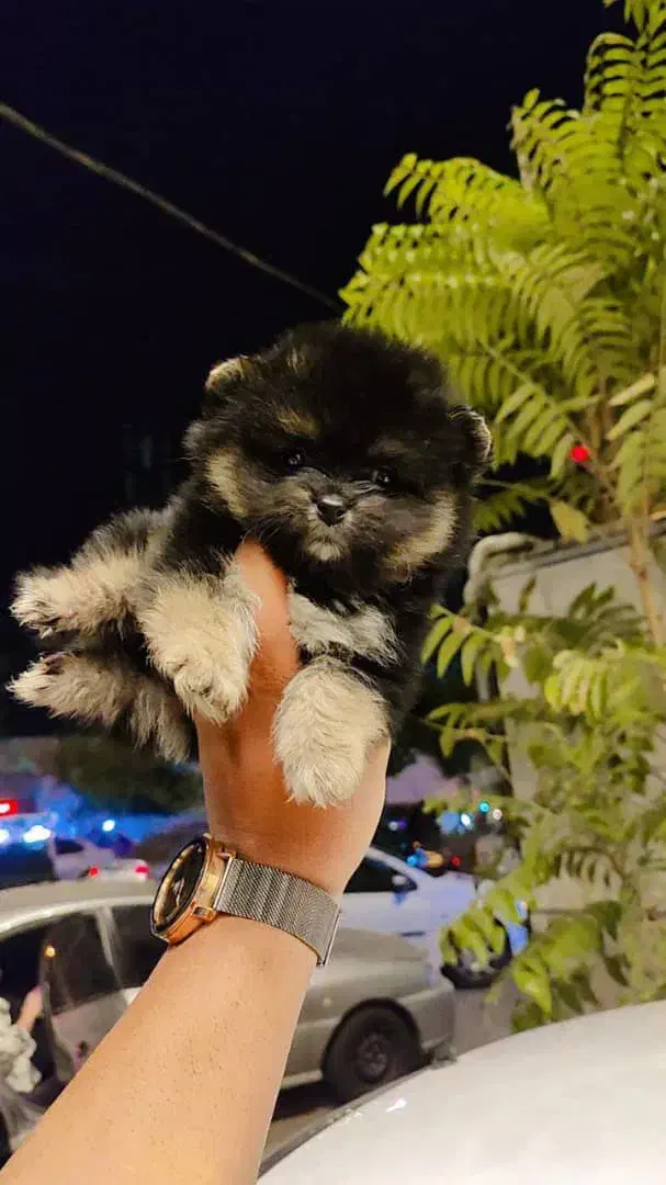 فروش پامر خرسی فنجونی کمیاب|سگ|تهران, چیتگر شمالی|دیوار