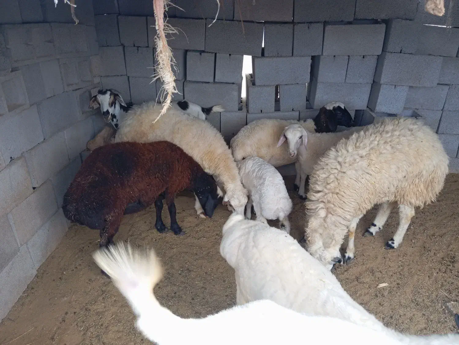 تعدادی بز بره. کهره. با بهترین قیمت|حیوانات مزرعه|فین, |دیوار