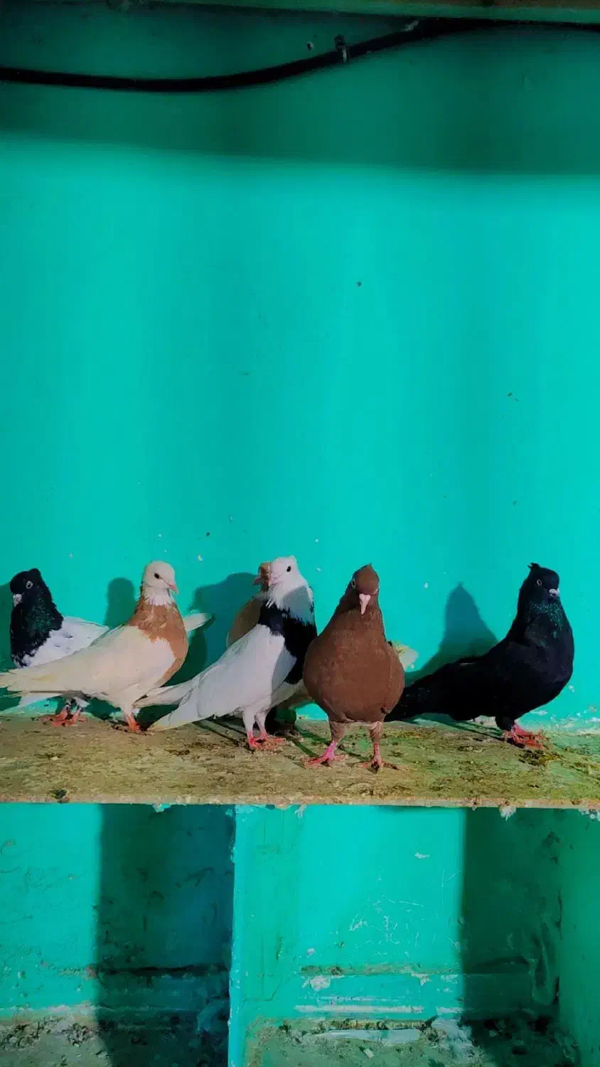 کفتر طوقی زرد سیاه کله صید کله زرد|پرنده|مشهد, شهید احمدی روشن|دیوار