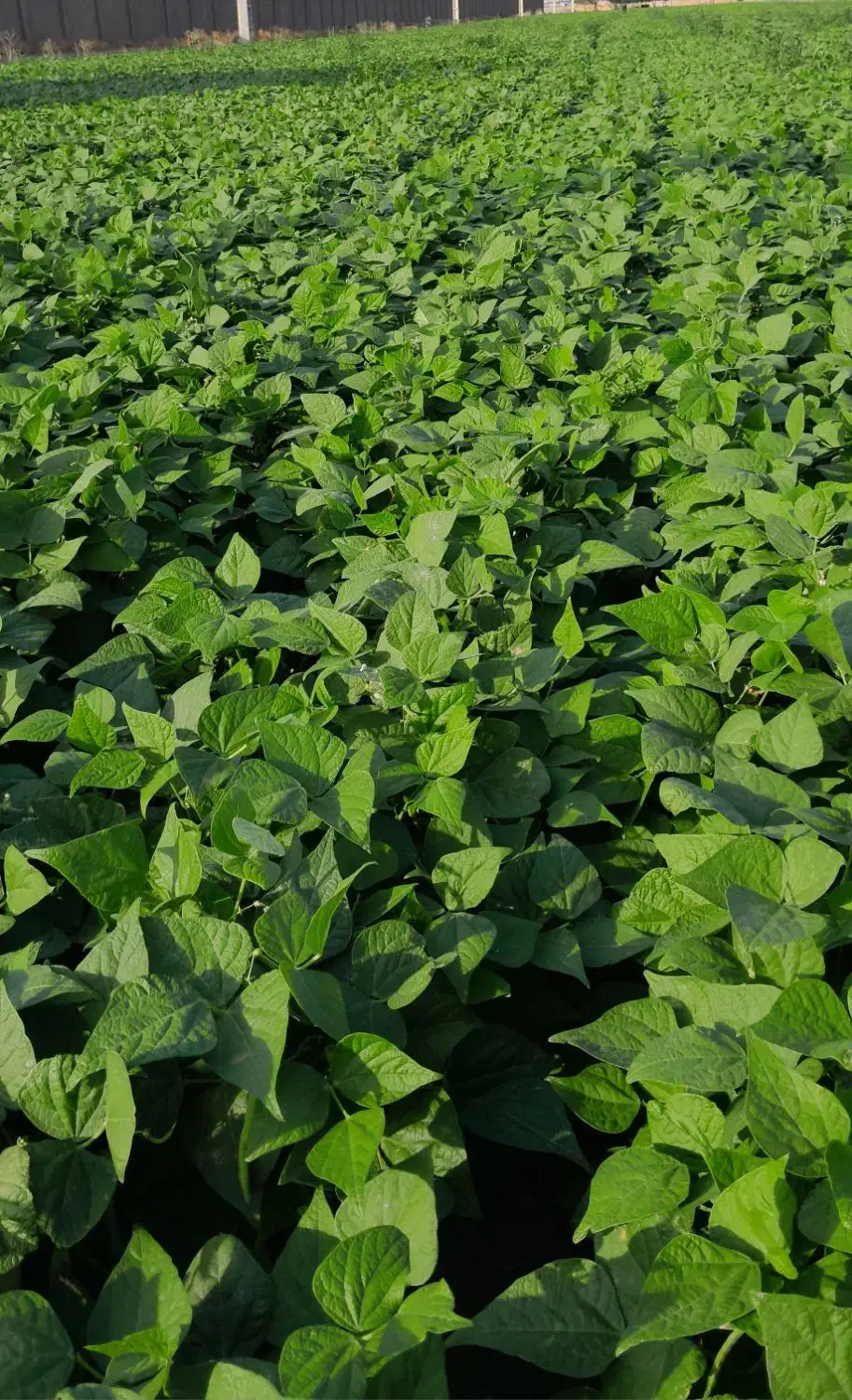 لوبیا زودرس|خوردنی و آشامیدنی|باغ حلی, |دیوار