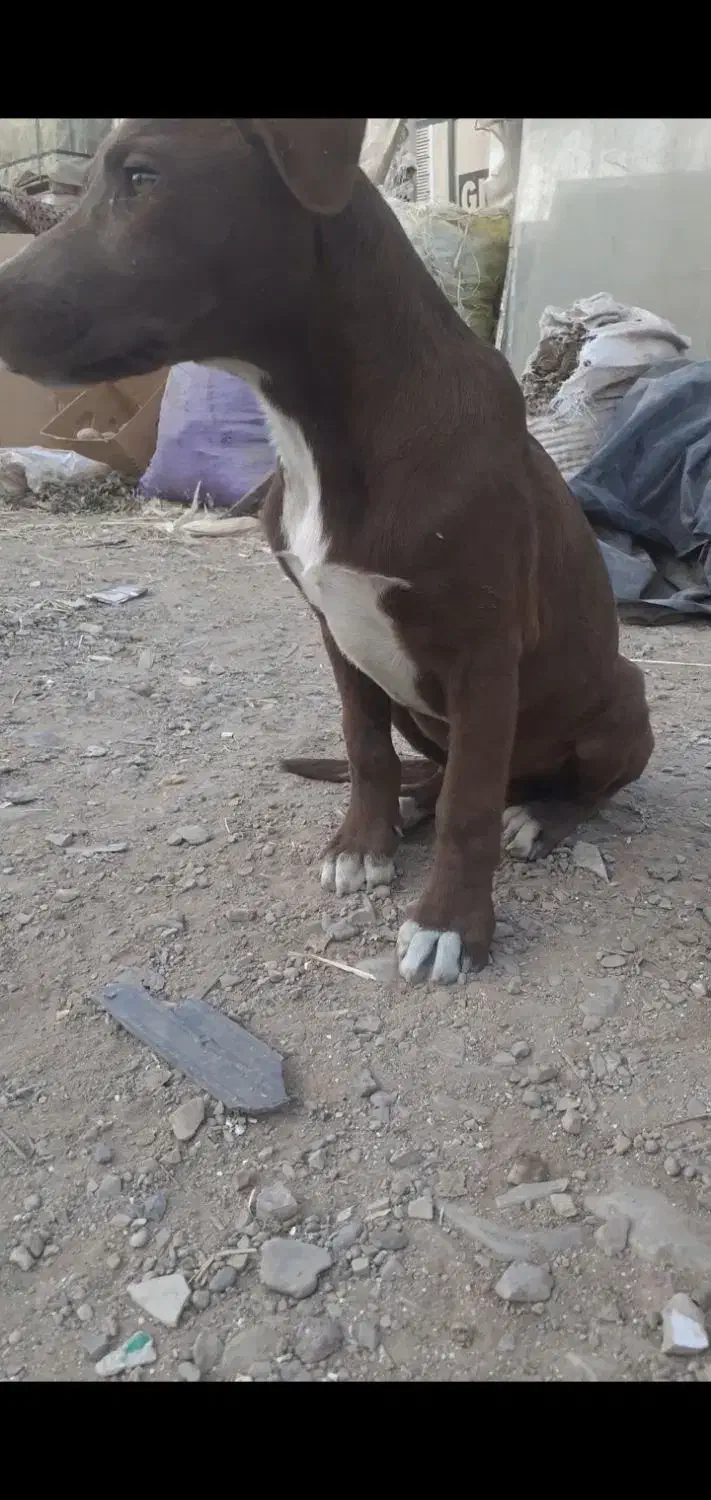 سگ نگهبان ،دمبلانی ،گارد|سگ|باغستان, |دیوار