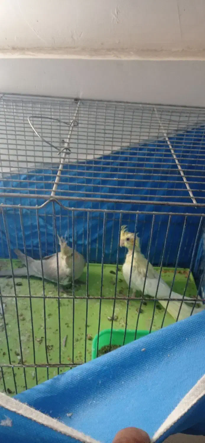 یک جفت عروس هلندی مولد و دو عدد جوجه 6ماهه|پرنده|فلاورجان, |دیوار